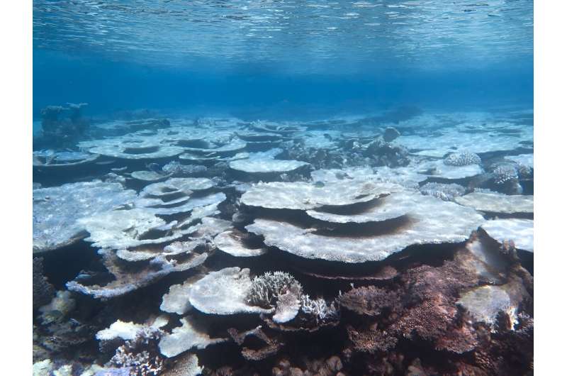 Remote Pacific coral reef shows at least some ability to cope with ocean warming—new study