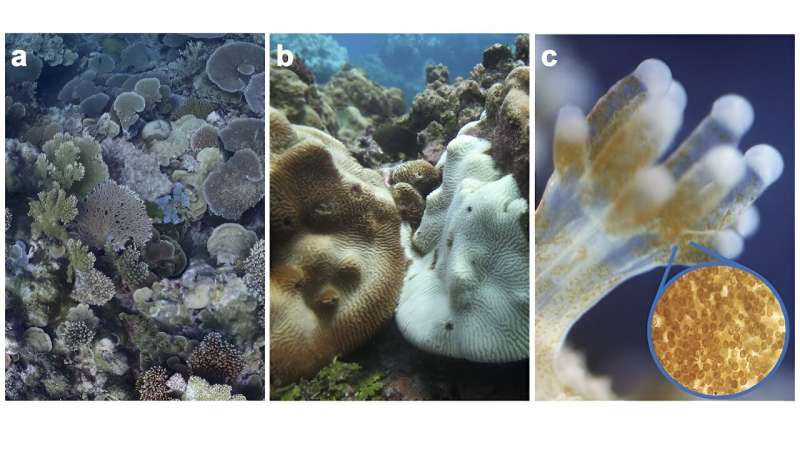 Remote Pacific coral reef shows at least some ability to cope with ocean warming—new study