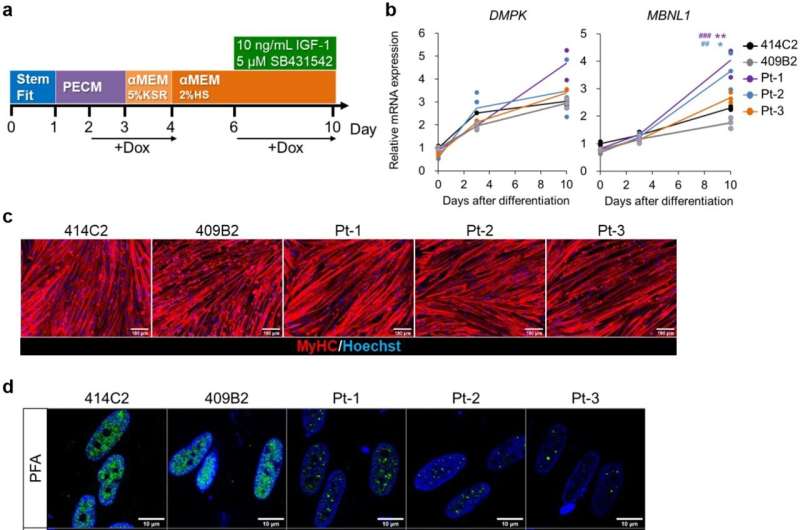 Reproducing skeletal muscle pathology of myotonic dystrophy using patient-derived iPS cells