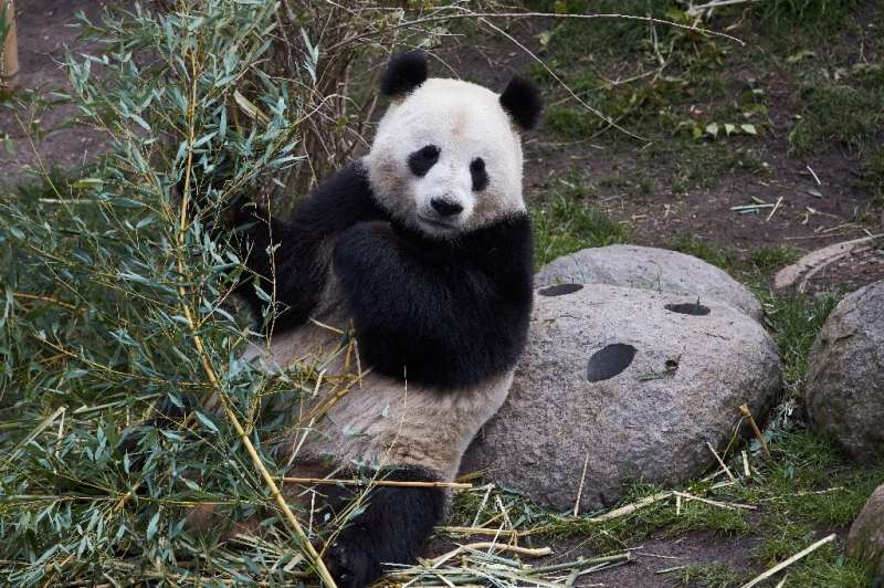 Reproduction among pandas is particularly difficult in captivity. File photo