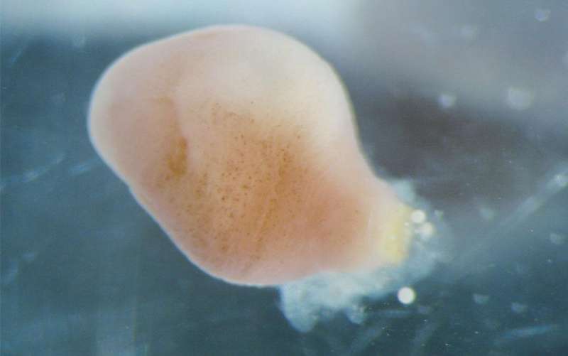 Reproduction of deep-sea worms provides clues to evolutionary mystery