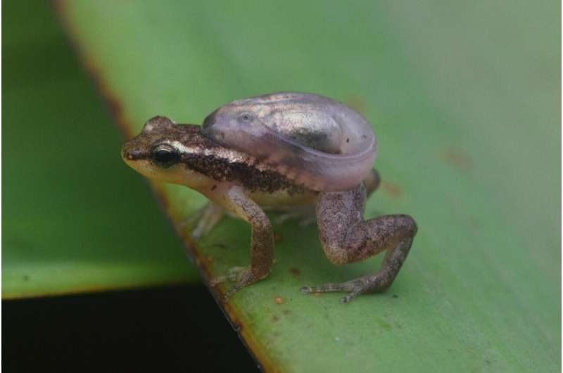 Reproductive resource defense in golden rocket frogs