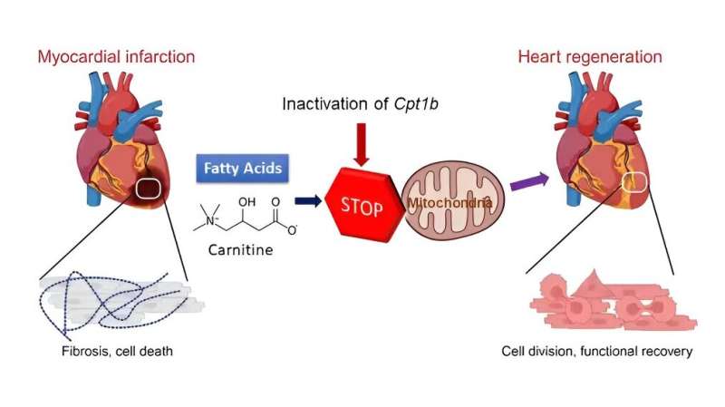 Reprogramming of energy metabolism restores cardiac function after infarction in mice