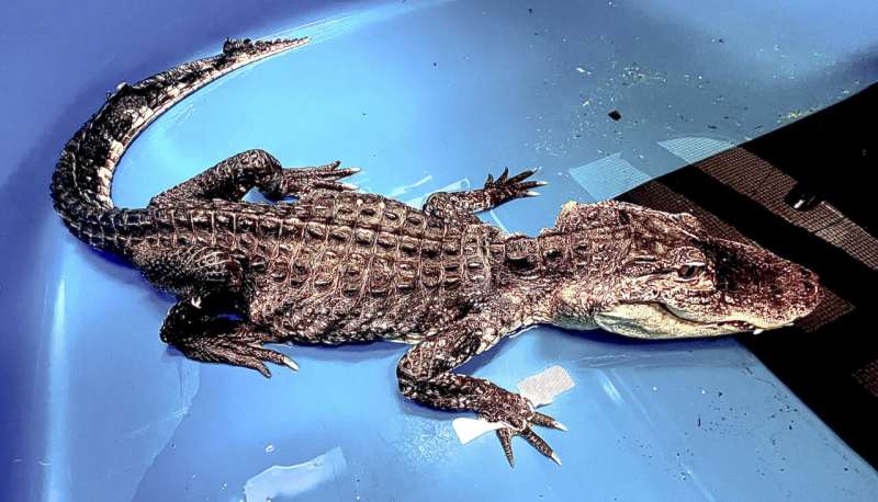 Rescued alligator that was recovering at NYC zoo has died