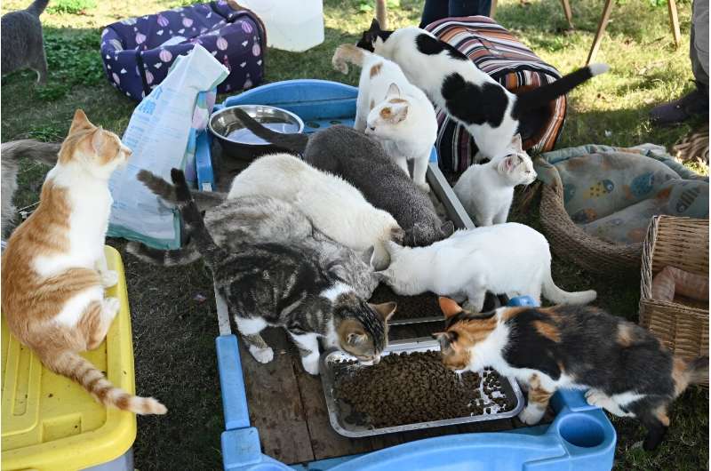 Rescued cats gather to eat at Mengtaiqi Cat and Dog Manor