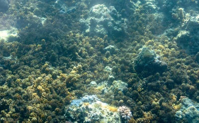Research in Moorea shows the presence of coral skeletons influences reef recovery after bleaching
