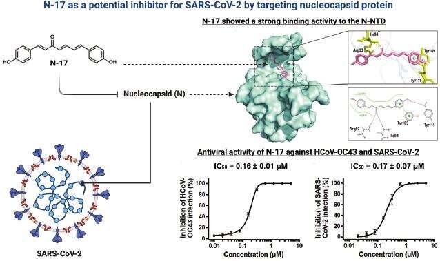 Research: Newly-identified compound inhibits SARS-CoV-2 by targeting the nucleocapsid protein