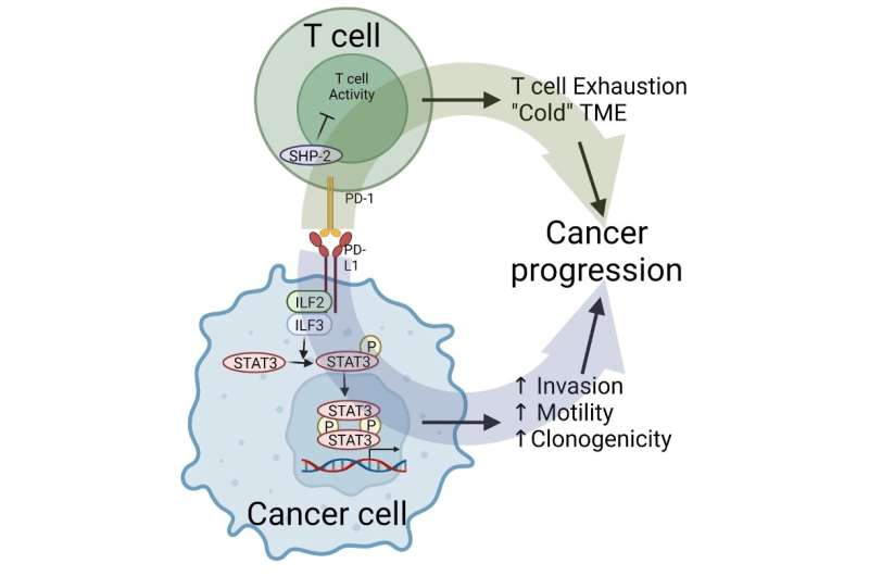 Research offers insight into improving efficacy of PD-L1 immunotherapy for cancer patients
