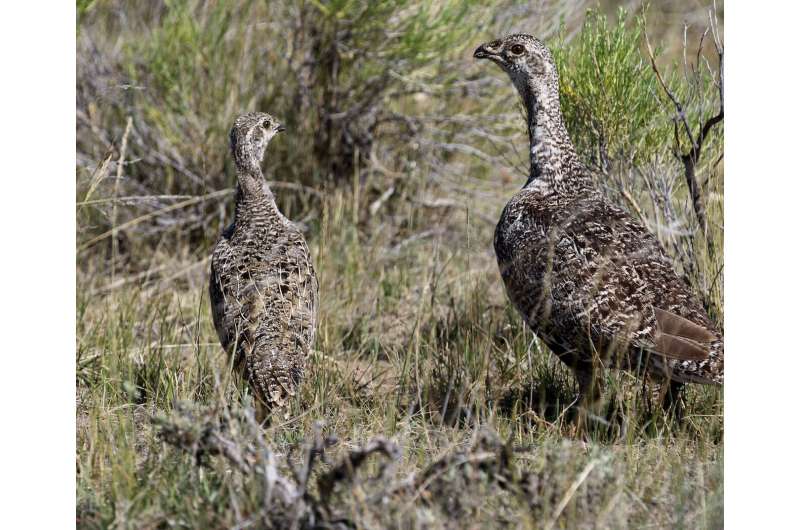 Research questions value of sagebrush control in conserving sage grouse