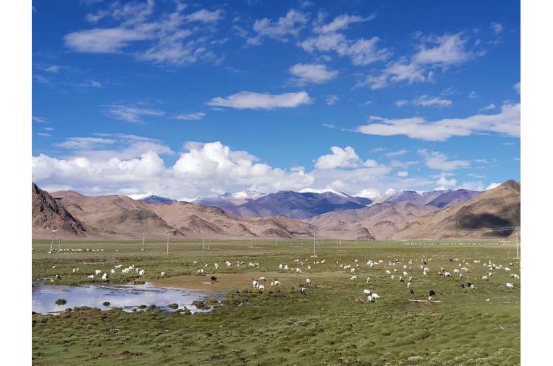 Исследования раскрывают 3500-летнюю историю потребления молочных продуктов на Тибетском нагорье.