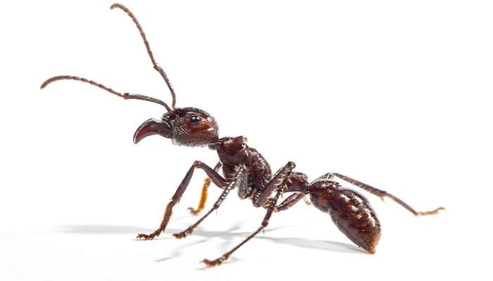 Research reveals ants inflict pain with neurotoxins