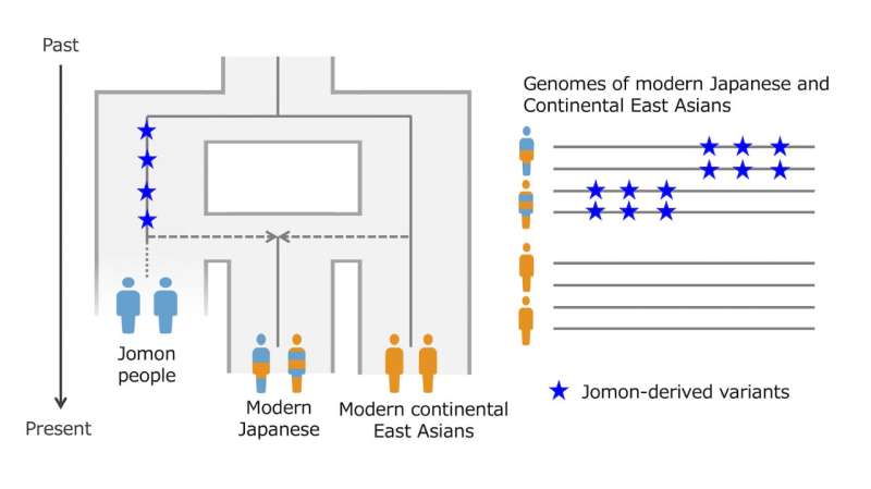 Research reveals historical Japanese regional mix and genetic predispositions to obesity and asthma