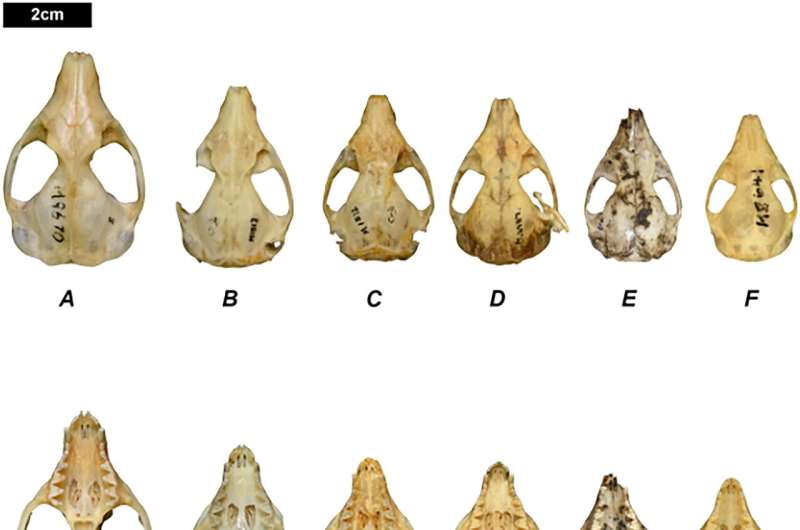 Research reveals three new marsupial species, though all are likely extinct