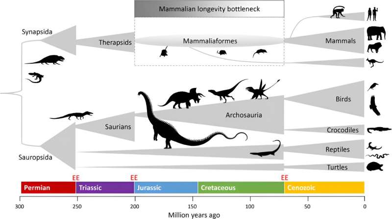 Research suggests that dinosaurs may have influenced how human beings age