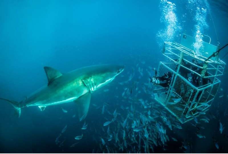Research supports SA cage shark-diving