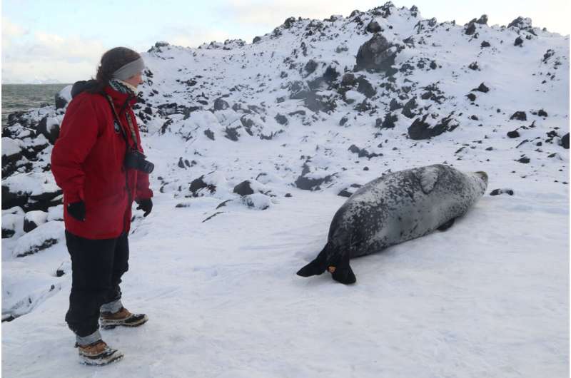 Research team establishes baseline data on cortisol levels on leopard seals, mysterious apex predators in Antarctica