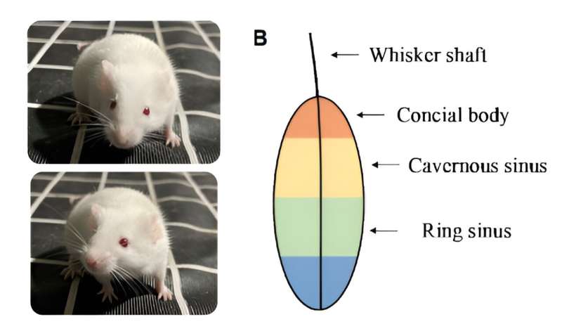 L'équipe de recherche propose un nouveau système de diagnostic gastro-intestinal basé sur l'IA et inspiré des moustaches de rat