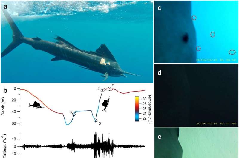 Research video shows sailfish's point of view and reveals new hunting behavior