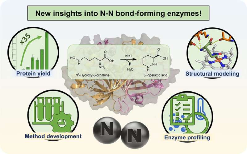 Researcher characterizes enzymes with N–N bonds for antibacterial applications