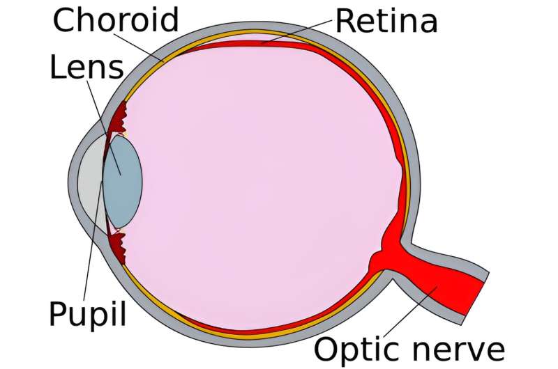 Researcher develops minimally invasive technique to repair retinal detachment