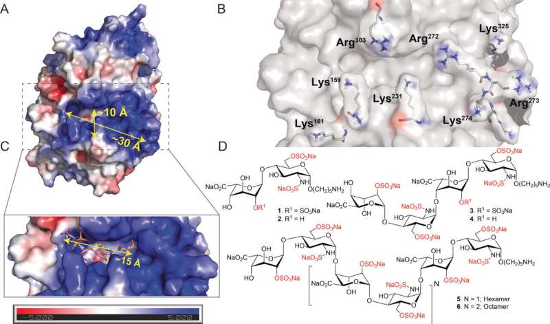 Researchers a step closer to effective heparanase inhibitor