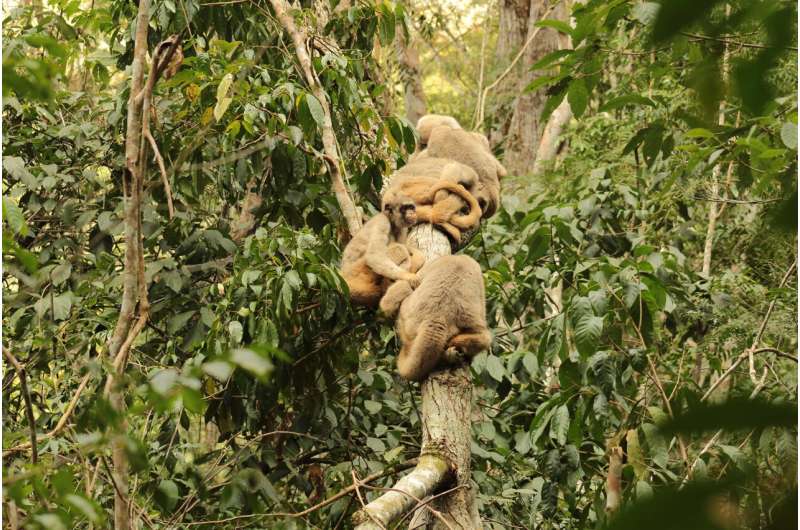 Researchers are using monkey poop to learn how an endangered species chooses its mates