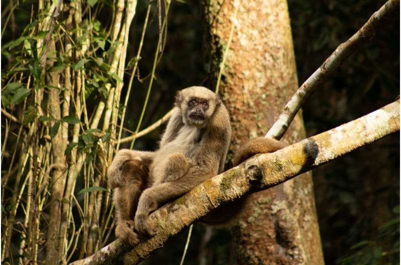 Researchers are using monkey poop to learn how an endangered species chooses its mates
