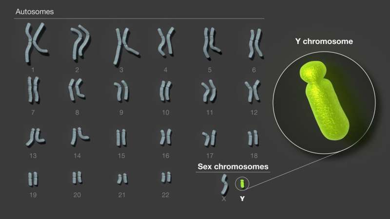 Pesquisadores montam a primeira sequência completa de um cromossomo Y humano