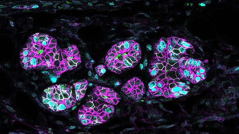 Researchers at CNIO and IDIBELL shed light on the role in lactation of a protein also crucial in breast cancer