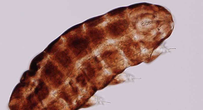 Researchers characterize tardigrade species richness in Denmark