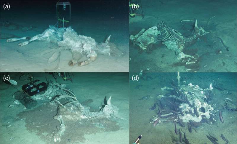 Researchers conduct whale fall studies in the South China Sea