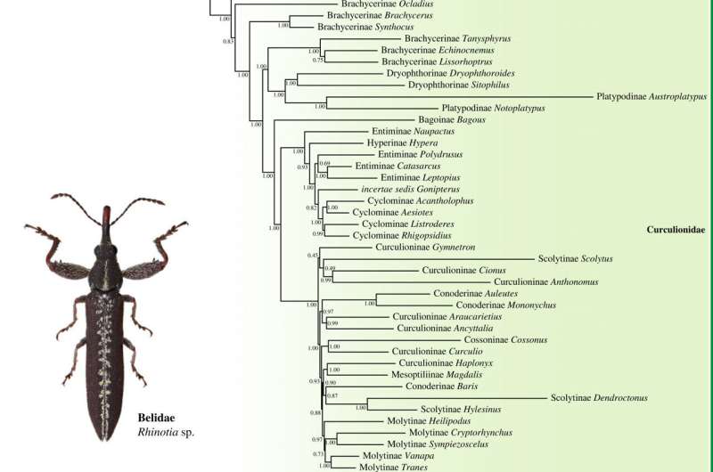 Researchers construct phylogenetic skeleton tree of weevils
