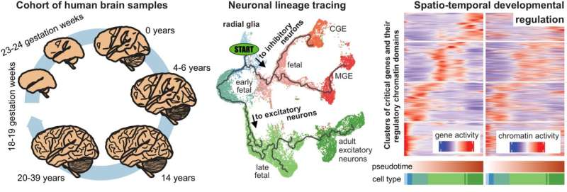 Researchers construct first &quot;multiome&quot; atlas of cell development in the human cerebral cortex from before birth to adulthood