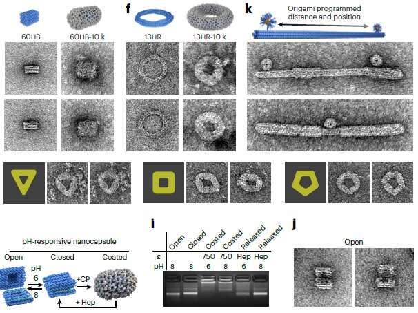 Researchers craft 'origami DNA' to control virus assembly
