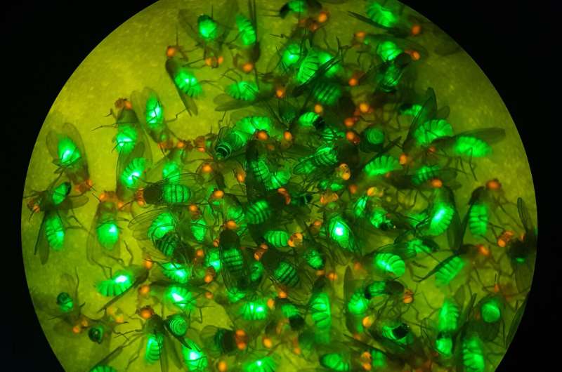 Researchers create new system for safer gene-drive testing and development