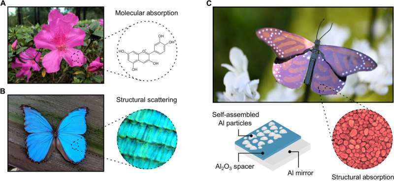 Researchers create world's first energy-saving paint—inspired by butterflies