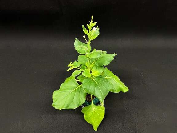 Researchers decode 95.6% of the genome of Nicotiana benthamiana