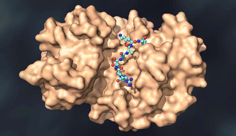 Researchers decode targets for hundreds of signaling enzymes