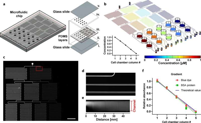 Researchers design a microfluidics physics-based device to predict cancer therapy response 