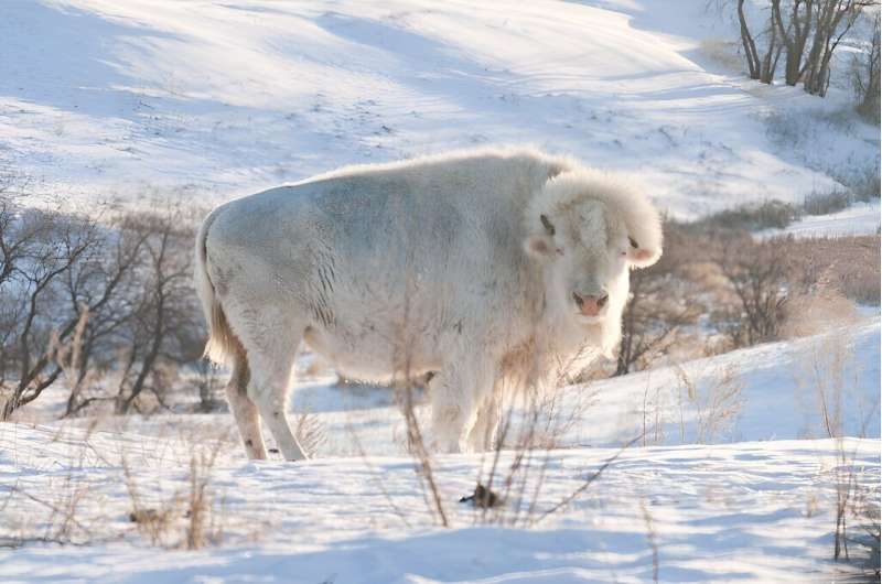 Researchers develop comprehensive genetic map for bison, discover gene responsible for albinism