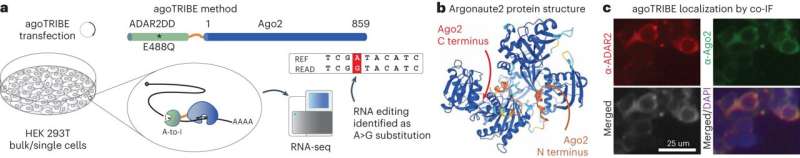 Researchers develop first method to study microRNA activity in single cells