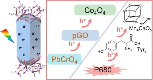 Researchers develop interfacial charge modification strategy to enhance photocatalytic water oxidation