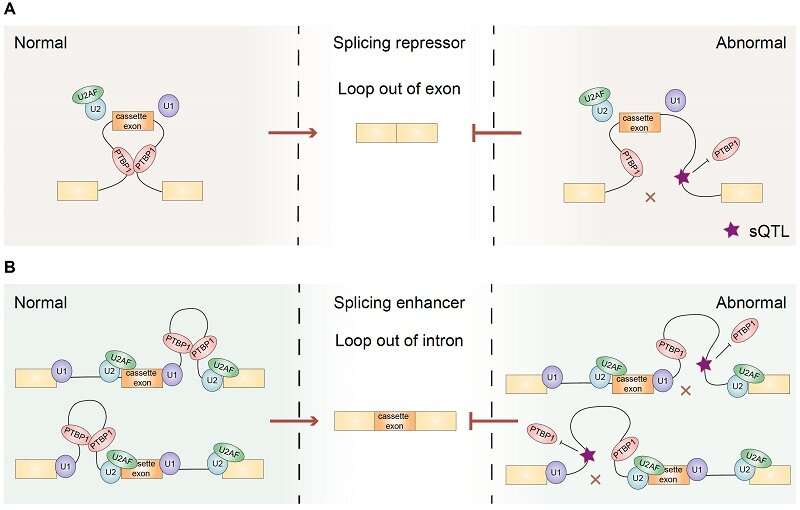 Researchers develop method for deciphering positional rules in splicing