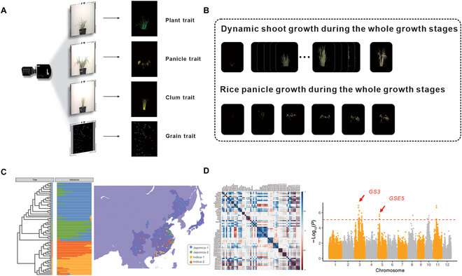 Researchers develop new strategy for acquisition and analysis of image-based phenome in rice