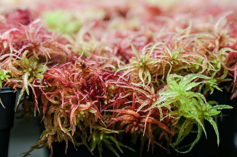 Researchers develop new method to analyze proteins in ecologically significant moss