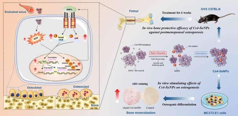 Researchers develop novel selenium nanoparticles for managing postmenopausal osteoporosis
