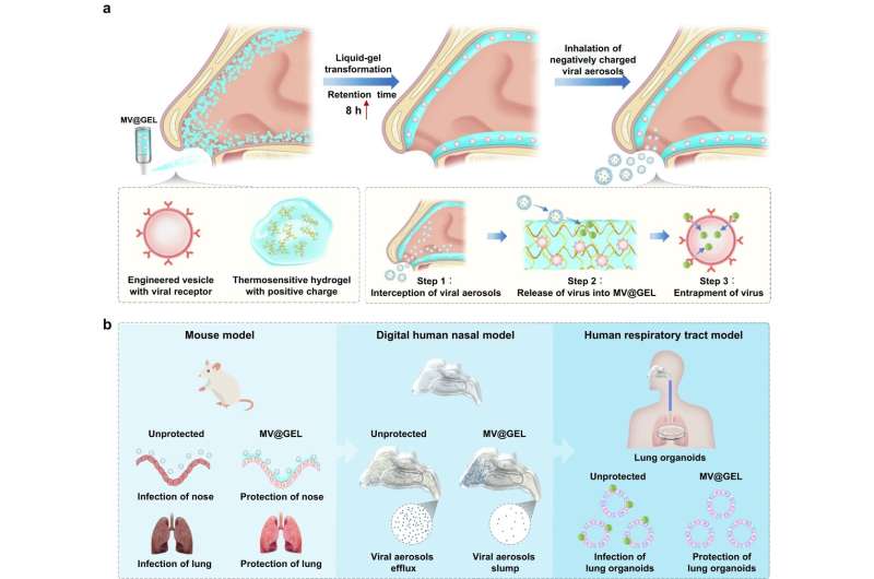 Researchers develop novel intranasal mask to protect respiratory tract from viral aerosols