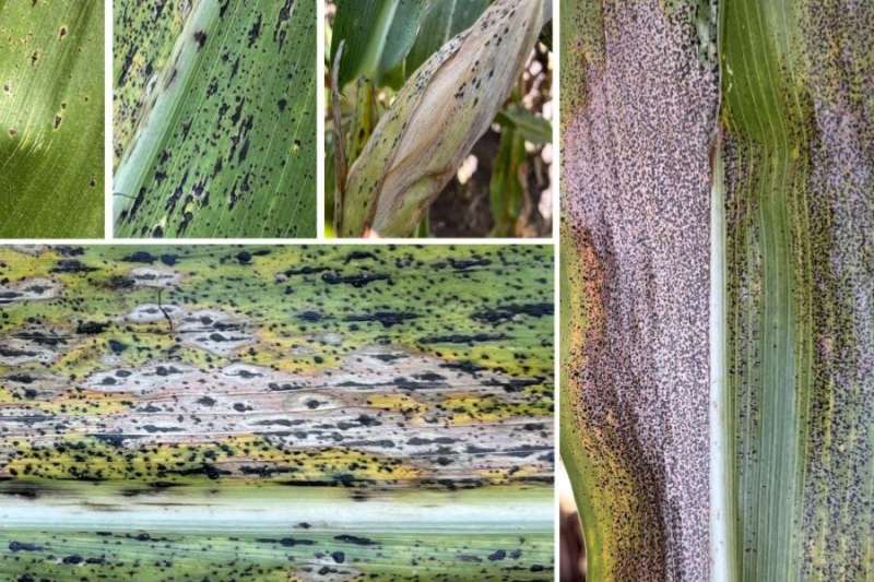 Researchers develop resource to identify corn tar spot