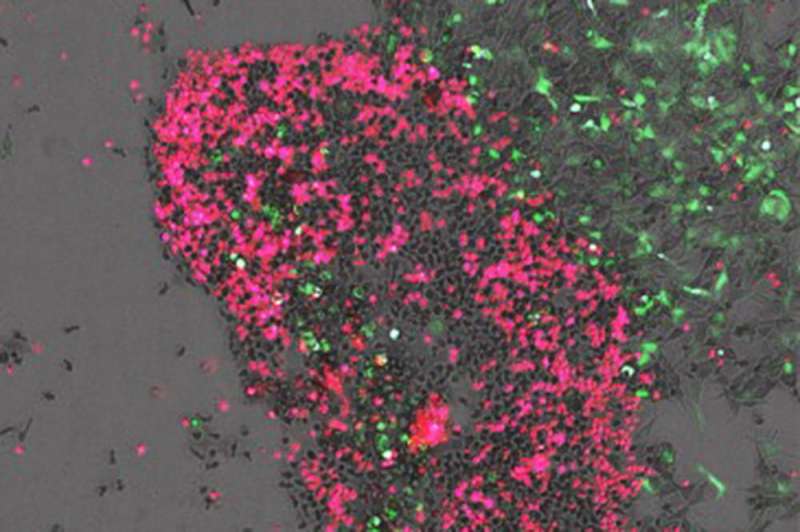 Researchers develop small molecule to stimulate natural killer cells against neuroblastoma