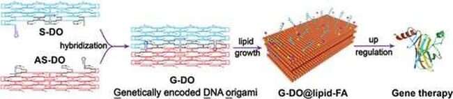 Researchers devise genetically encoded DNA origami for targeted and precise gene therapy in vivo